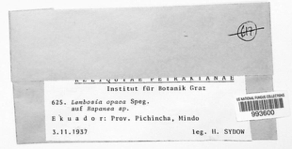 Lembosia opaca image
